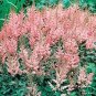 Astilbe chinensis Pumila 1,000 seeds