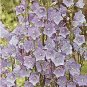 Campanula persicifolia Bells Blue 10,000 seeds