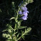 Scutellaria lateriflora 1,000 seeds