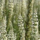 Reseda Alba 2,000 seeds