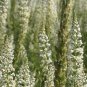 Reseda Alba 2,000 seeds