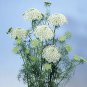 Ammi Visnaga Casablanca 2,000 seeds