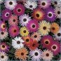 Mesembryanthemum Gelato Mix 2,000 seeds