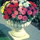 Aster Color Carpet Mix 1,000 seeds
