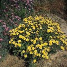 Linum (Flax) flavum Compactum 2,000 seeds