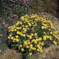 Linum (Flax) flavum Compactum 2,000 seeds