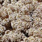 Alyssum Blooming Basket of Snow 10,000 seeds