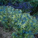 Anagallis Blue Light 2,000 seeds