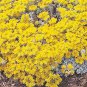 Sedum pulchellum 1,000 seeds