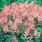 Astilbe chinensis Pumila 1,000 seeds