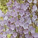 Campanula persicifolia Bells Blue 10,000 seeds