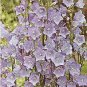 Campanula persicifolia Bells Blue 10,000 seeds