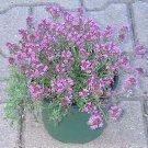 Thyme Aromatic Thymus pugeloides 5,000 seeds