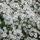 Tanacetum Misc niveum Jackpot 2,000 seeds