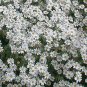 Tanacetum Misc niveum Jackpot 2,000 seeds