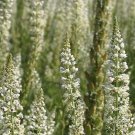 Reseda Alba 2,000 seeds