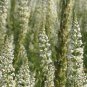 Reseda Alba 2,000 seeds