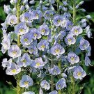 Veronica fruticans 1,000 seeds