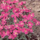 Aubrieta grandiflora Cascade Red 2,000 seeds