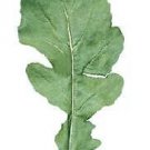 Arugula Astro Eruca sativa 2,000 seeds