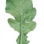 Arugula Astro Eruca sativa 2,000 seeds