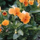 Viola cornuta Chantreyland 2,000 seeds