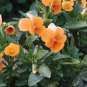 Viola cornuta Chantreyland 2,000 seeds