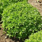 Basil Piccolino 1,000 seeds