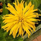 Zinnia Giant Cactus Yellow 1,000 seeds