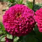 Zinnia Tudor 2,000 seeds