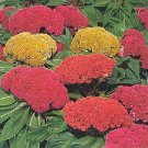 Celosia Kurume Mix 1,000 seeds