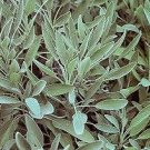Sage Garden Salvia officinalis 2,000 seeds