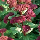 Sedum telephium Emperors Wave 1,000 seeds