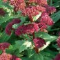 Sedum telephium Emperors Wave 1,000 seeds