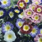 Convolvulus Choice Mix 2,000 seeds
