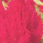 Celosia Castle Scarlet 1,000 seeds