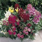 Snapdragon Bells Baby Mix 2,000 seeds