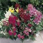 Snapdragon Bells Baby Mix 2,000 seeds