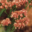 Statice QIS Apricot 1,000 seeds