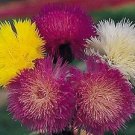 Centaurea Imperial Mix 2,000 seeds
