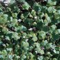 Cymbalaria Muralis 2,000 seeds