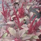 Amaranthus Velvet Curtains 2,000 seeds