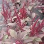 Amaranthus Velvet Curtains 2,000 seeds