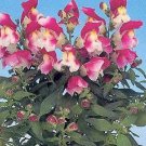 Snapdragon Snappy Rose-White 2,000 seeds