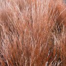 Andropogon scoparius Blaze 1,000 seeds