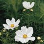 Cosmos Sensation White Purity 2,000 seeds