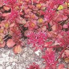 Sedum spurium Coccineum 5,000 seeds