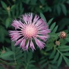 Centaurea dealbata 1,000 seeds