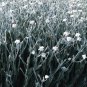 Lychnis coronaria Alba 2,000 seeds