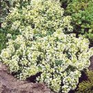 Alyssum Aphrodite Lemon 5,000 seeds
